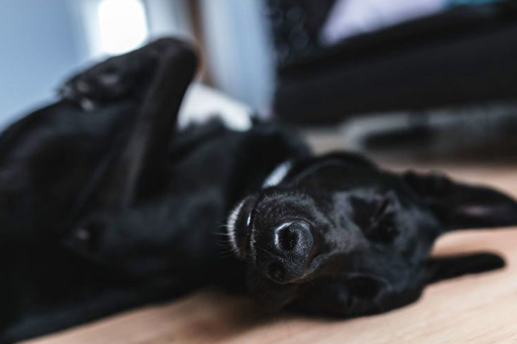 犬がいびきをかいても焦りは禁物!まずは色々と確認しましょう!