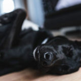 犬がいびきをかいても焦りは禁物!まずは色々と確認しましょう!