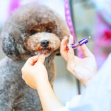 犬のトリミング料金はいくら?犬種によって値段に違いはあるの?