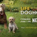 おすすめ【犬のドキュメンタリー映画】『1万匹の犬を救った奇跡の家』: あらすじ