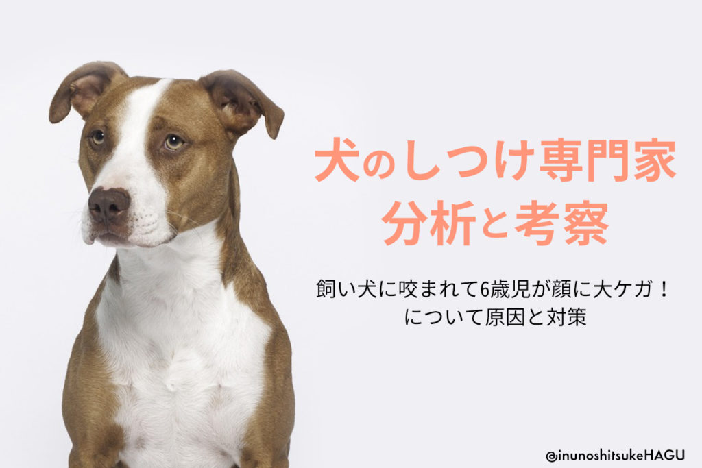 【犬のしつけ専門家の分析と考察】飼い犬に咬まれて6歳児が顔に大ケガ!生まれた時から飼っていた犬が豹変?!