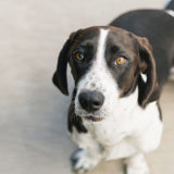 犬が嫌う・嫌いやすい、匂い・臭いを徹底紹介します!