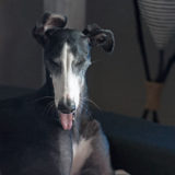 犬のしゃっくりは止めなくて大丈夫？飼い主さんがやるべき事とは？対処方法