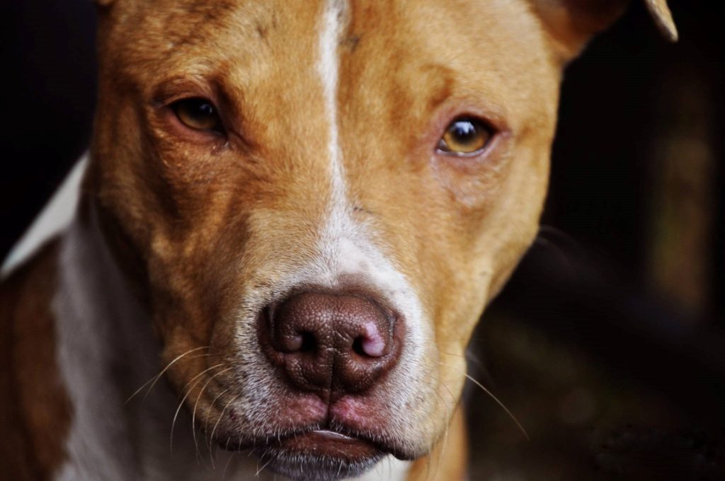 ピットブルは飼い主ですら手に負えずケガや死亡事故を起している闘犬pit bull
