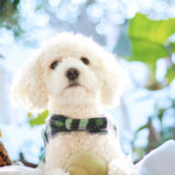 トイプードルなどの犬が唸る・噛む原因は色々!対処方法は?