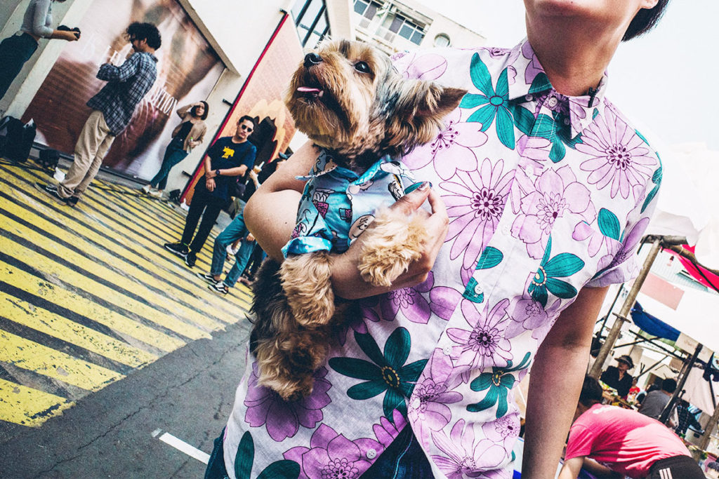 犬の抱っこのコツを徹底紹介!|抱っこの頻度はテキトーがいい!?