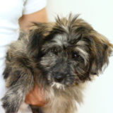 犬が抱っこを嫌がるなら地道なトレーニングをしましょう!【基本 6つのステップ】