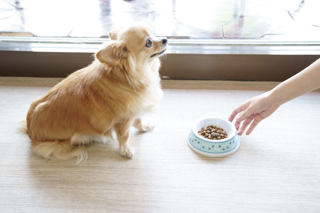 犬を迎え入れる時の大事な注意点２つ 「物欲・食欲などの執着面について」