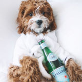 犬に炭酸水を飲ませると何かいいことがあるの?デメリットは?