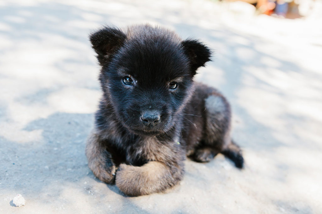 ドッグトレーナー監修 子犬のしつけのポイントは 成犬になる前に取り組むべきことは 犬のしつけハグ