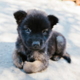 【ドッグトレーナー監修】子犬のしつけのポイントは?|成犬になる前に取り組むべきことは?