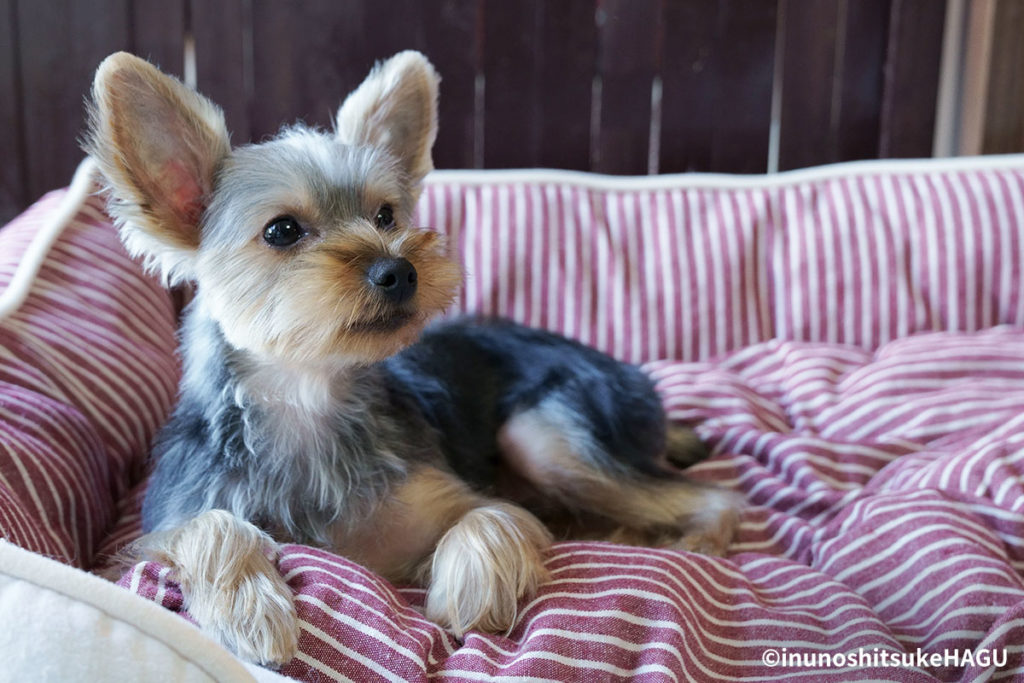 【ドッグトレーナー監修】犬のしつけができないとこんな状態になる!?|犬を落ち着かせるには?