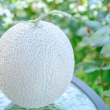 犬にメロンを与えても大丈夫?犬にメロンを与える時に気を付ける事とは?