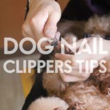 【ドッグトレーナー監修】犬の爪切りのコツ|頻度・出血対策・楽に切るポイントなど