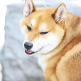 【ドッグトレーナー監修】犬が飼い主についてくるのはなぜ?直したほうがいいの?