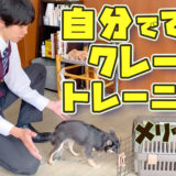 自分で出来る！クレートトレーニング【犬を飼うのがはじめての方向け】