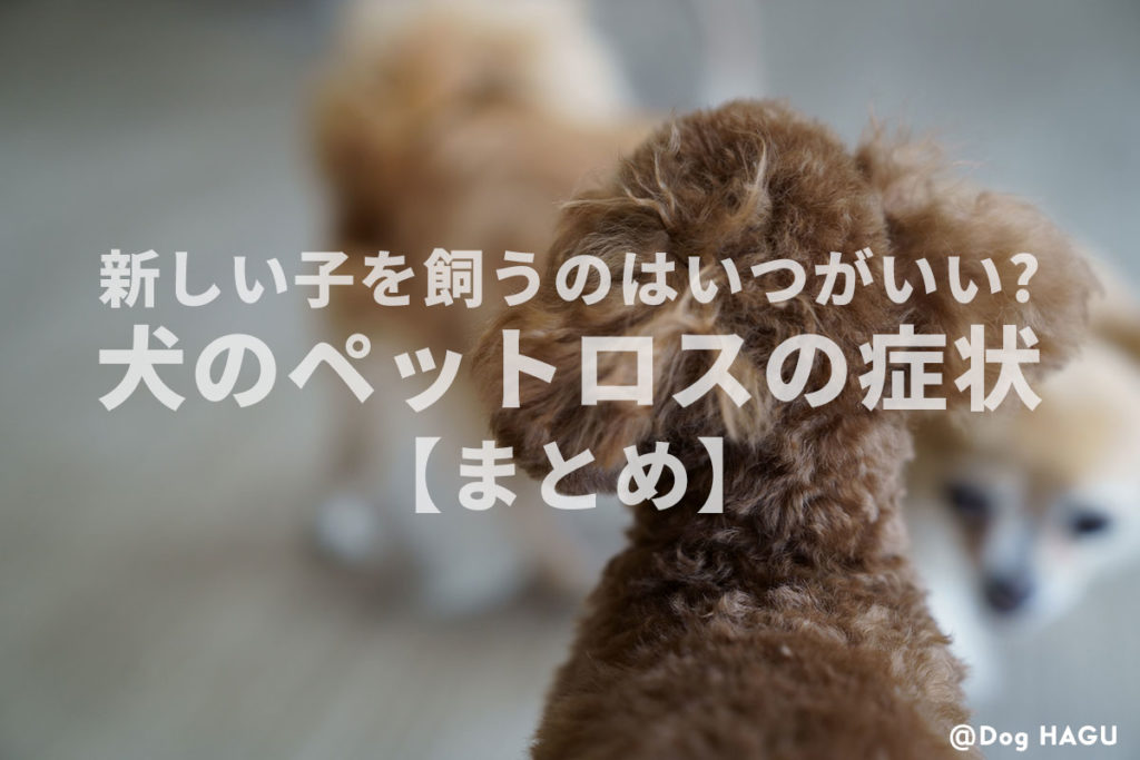 罪悪感と向き合い乗り越えるには 新しい子を飼う 犬のペットロス まとめ 犬のしつけハグ