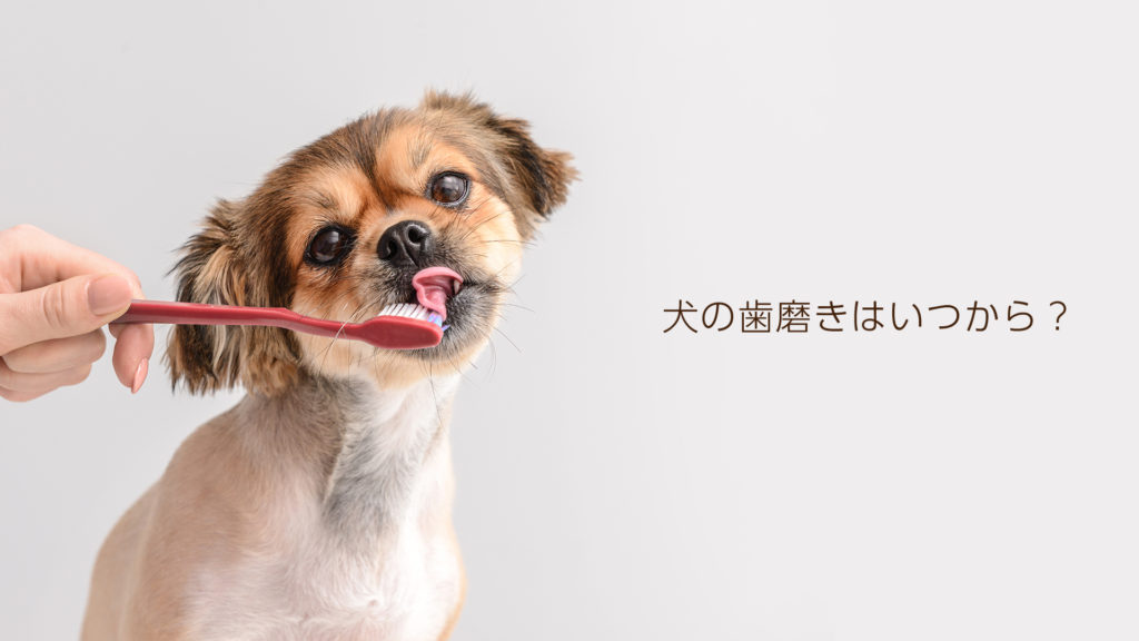 犬の歯磨きはいつから始めたら良いの？