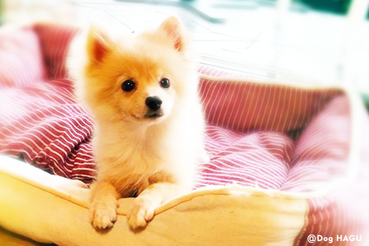 ドッグトレーナー監修 犬が吠える理由は 無駄吠えは改善できるの 犬のしつけハグ