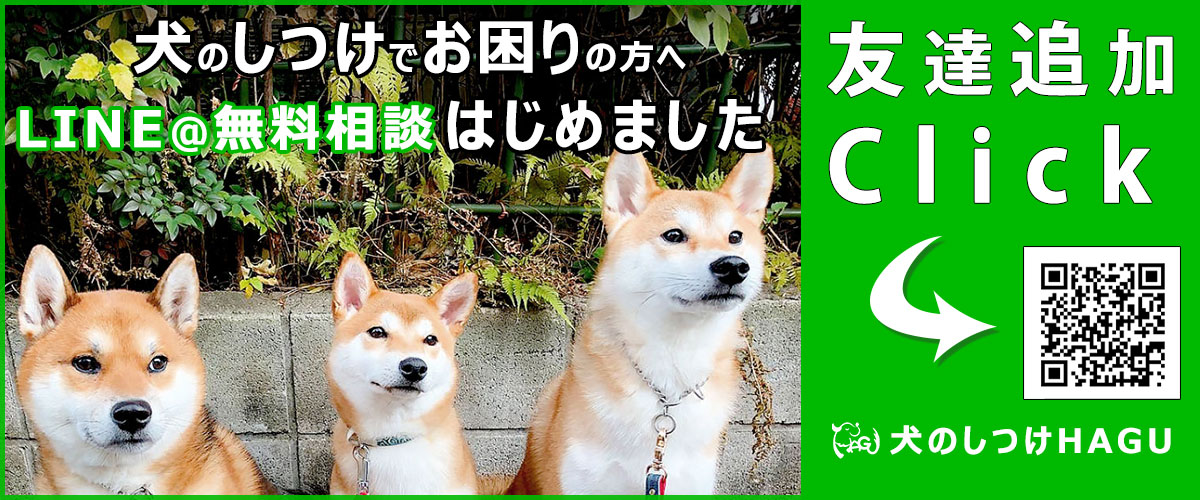 ドックトレーナー監修 子犬のじゃれ噛みの治し方 感情的になると逆効果 犬のしつけハグ