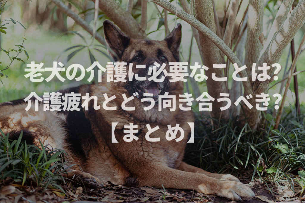 【ドックトレーナー監修】老犬の介護に必要なことは?介護疲れとどう向き合うべき?【まとめ記事】