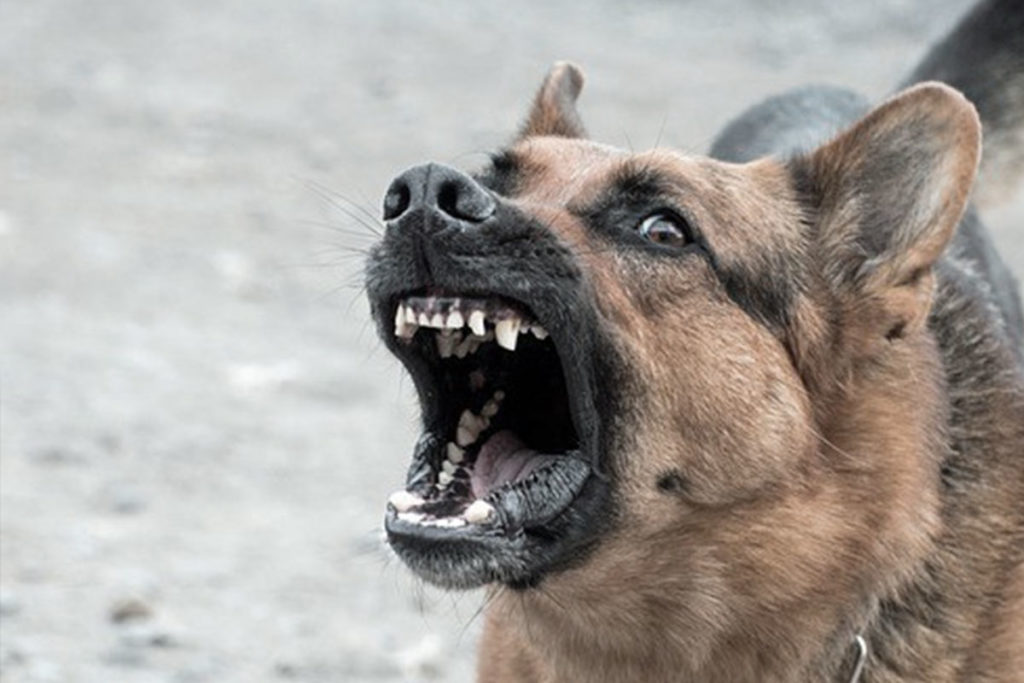 ドッグトレーナー解説 犬との生活で疲れた人はしつけを見直しましょう 犬のしつけハグ