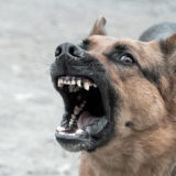 コロナよりも恐ろしい?!狂犬病の犬に咬まれた男性が死亡!狂犬病とは?