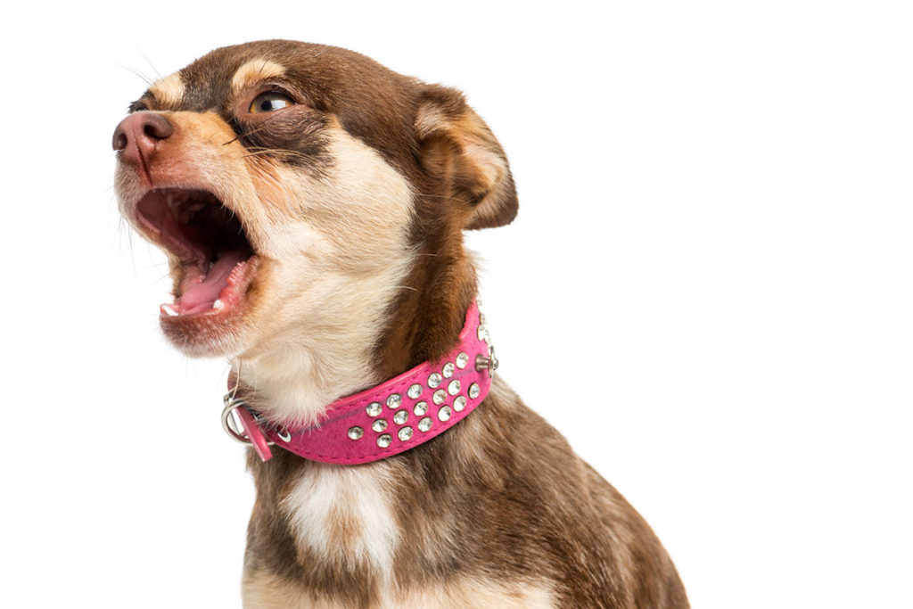 犬が吠える·うるさい場合のNG行動とその理由