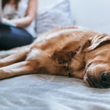 【ドッグトレーナー監修】犬の「疲れた仕草」と対処方法|疲れるのがダメなわけではありません