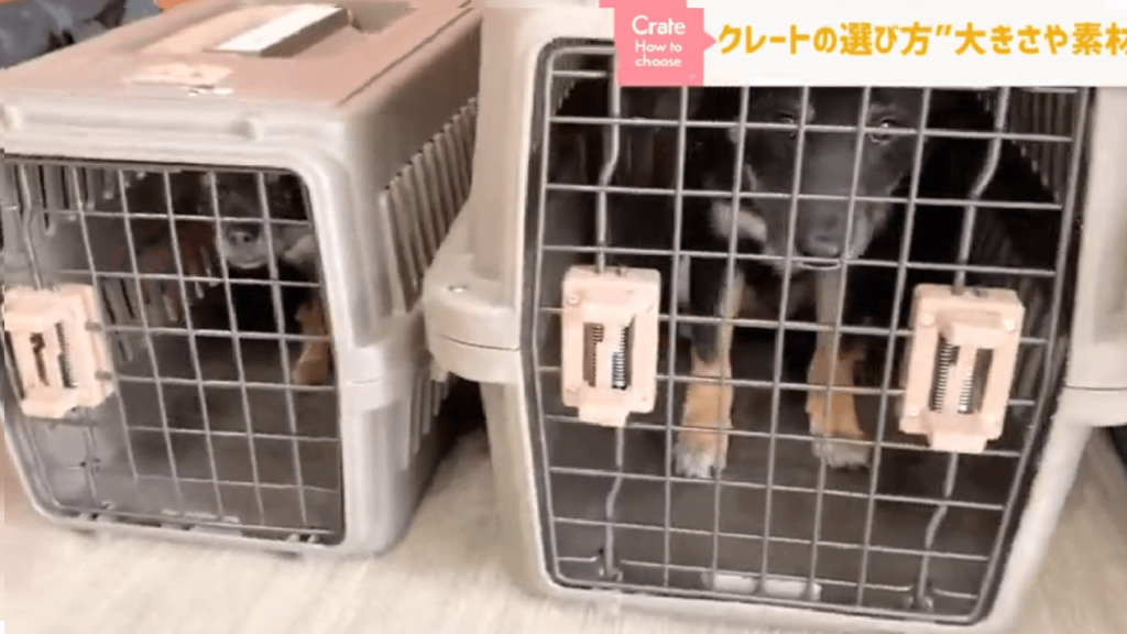 ドッグトレーナー解説 犬のクレートの正しい選び方 買換えのタイミングはいつ 犬のしつけ ハグ