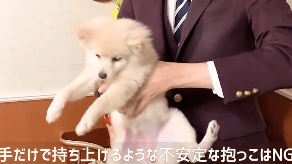 ドッグトレーナーが解説 犬が安心する抱っこの方法とは やってはいけないng抱っこ 犬のしつけ ハグ