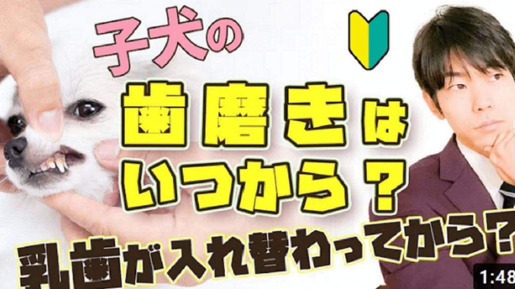 ドッグトレーナーが解説 犬の歯磨きを始める時期とは 子犬期にやっておくべき事 犬のしつけハグ