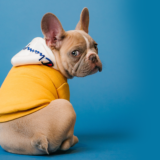 【ドッグトレーナー監修】なぜ犬は服を嫌がるの?|服を着せることのメリット・デメリット