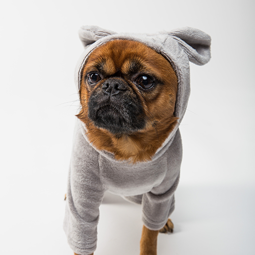 【ドッグトレーナー監修】なぜ犬は服を嫌がるの?｜服を着せることのメリット・デメリット