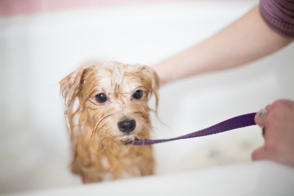 嫌がる犬に風呂 シャンプーをする方法は お風呂の頻度はどれくらいがいいの まとめ記事 犬のしつけ ハグ