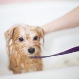 嫌がる犬に風呂・シャンプーをする方法は?お風呂の頻度はどれくらいがいいの?【まとめ記事】