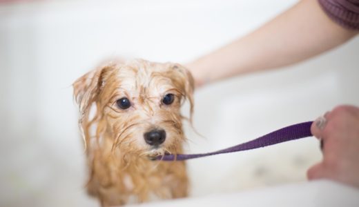 嫌がる犬に風呂・シャンプーをする方法は?お風呂の頻度はどれくらいがいいの?【まとめ記事】