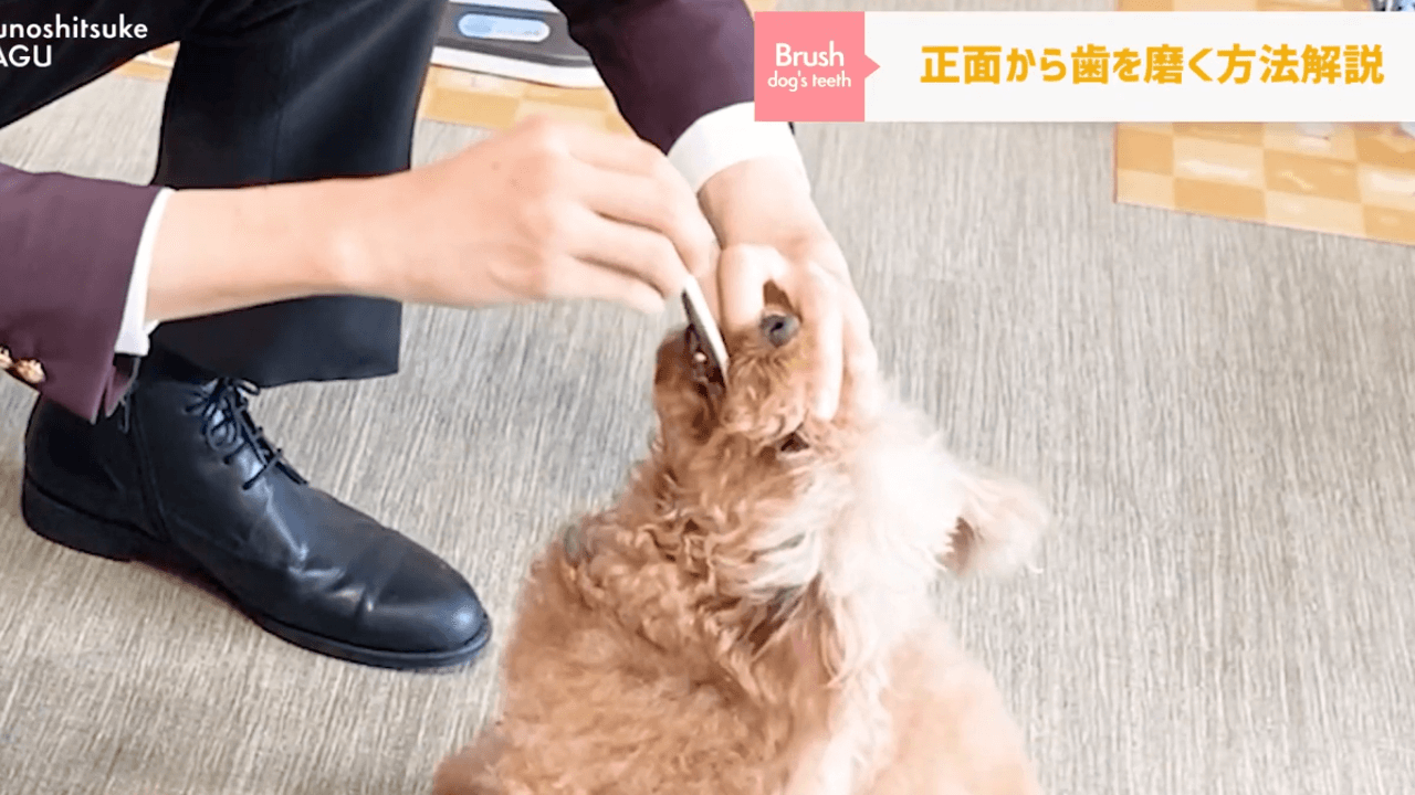 東京都文京区犬のしつけ教室で犬の奥歯を磨いている