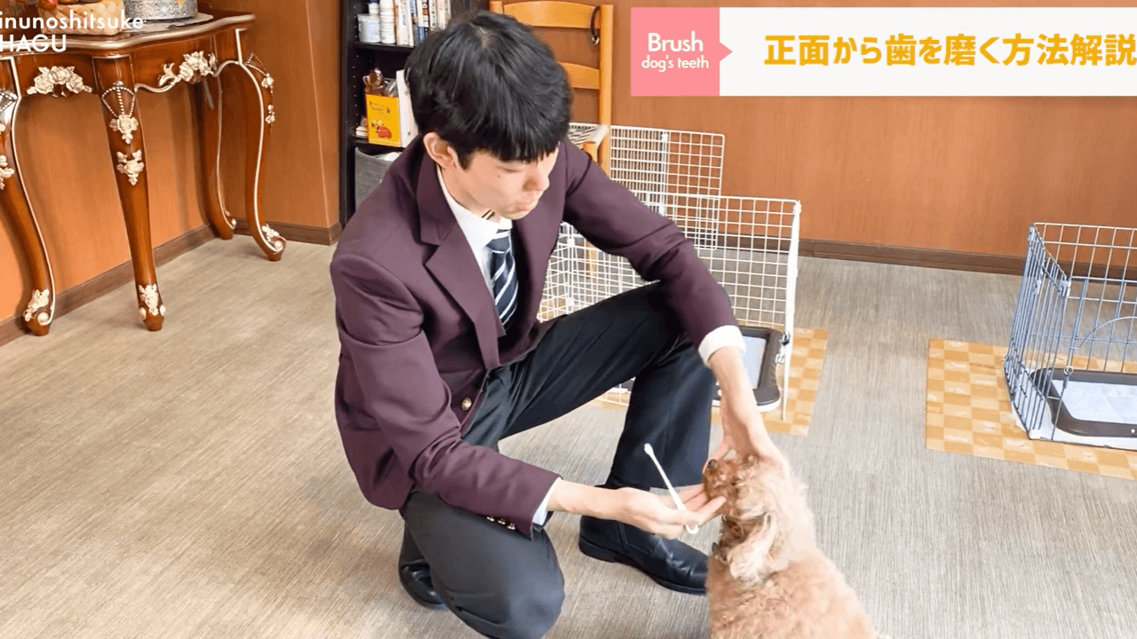 東京都文京区犬のしつけで犬を正面に座らせている