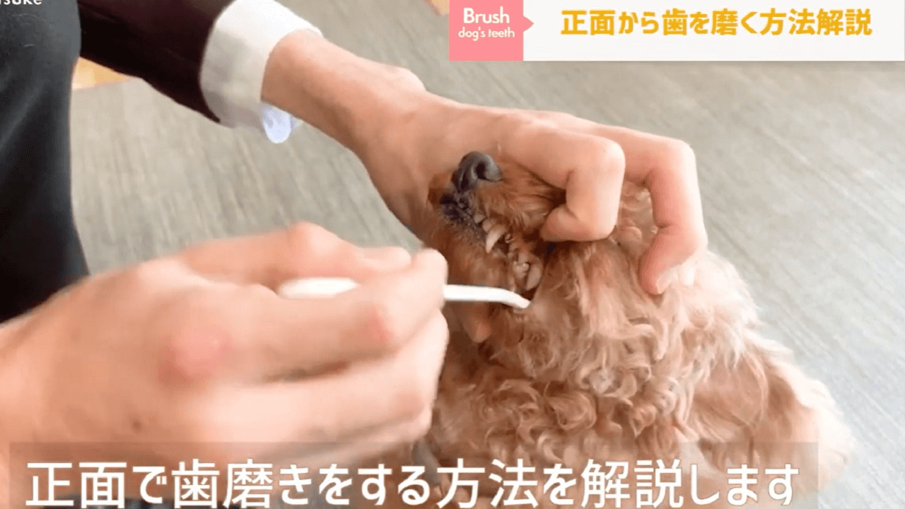 東京都文京区犬のしつけ教室で正面で歯磨きをしている
