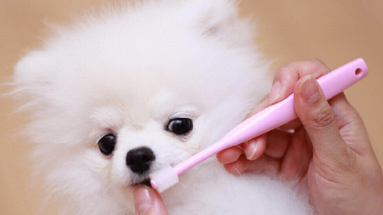 歯磨きをする白い犬