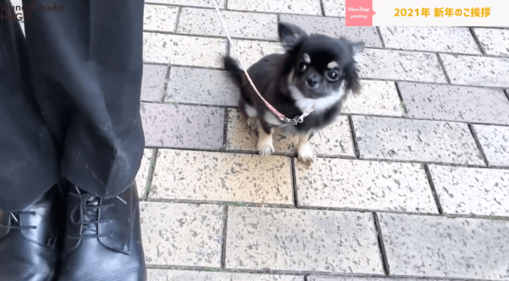 東京都文京区で犬の散歩のトレーニング中