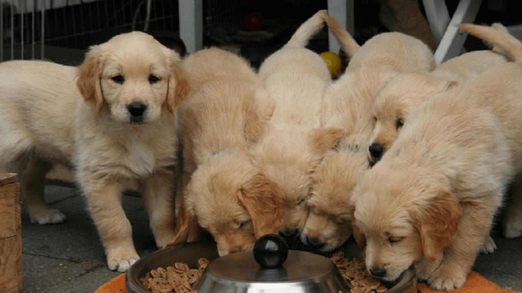 ゴールデンレトリバーの子犬達がドライフードを食べている