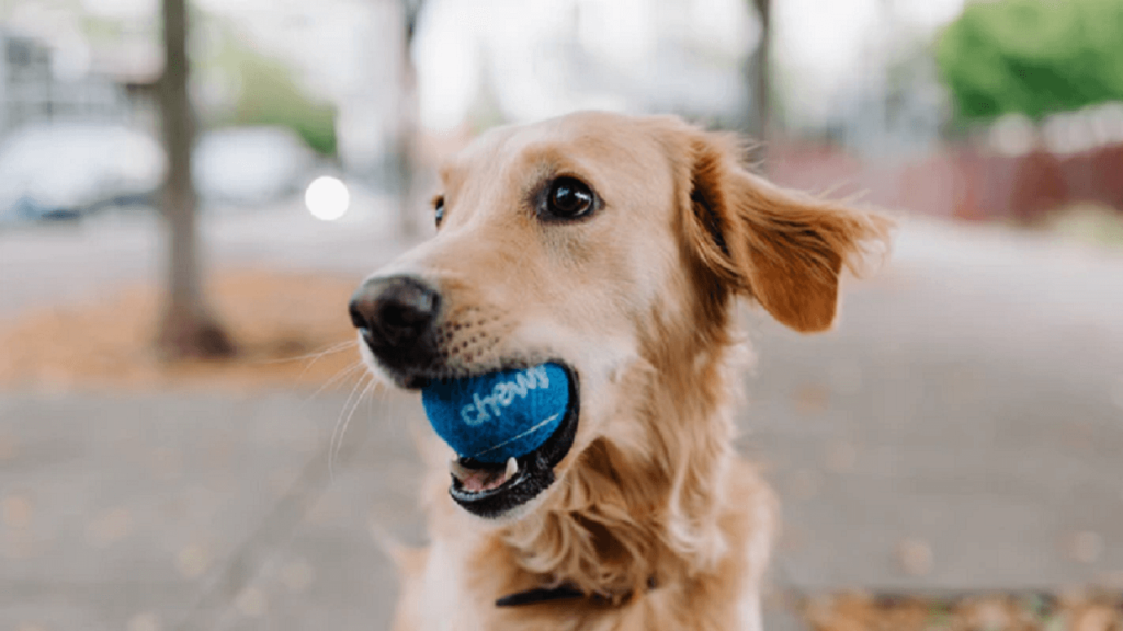 犬が青いボールを噛んでいる