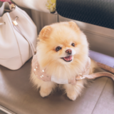 嫌がる犬に服を着せるコツ|服を着用させることのメリットは?