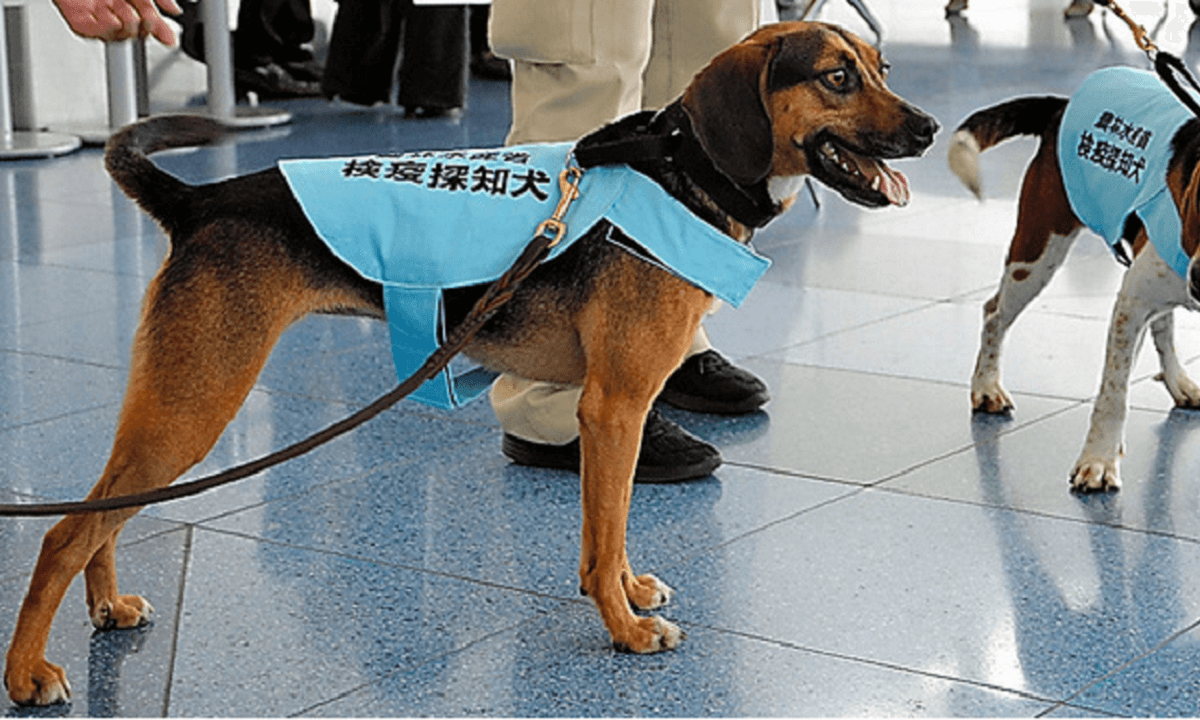 羽田空港で仕事をする検疫探知犬