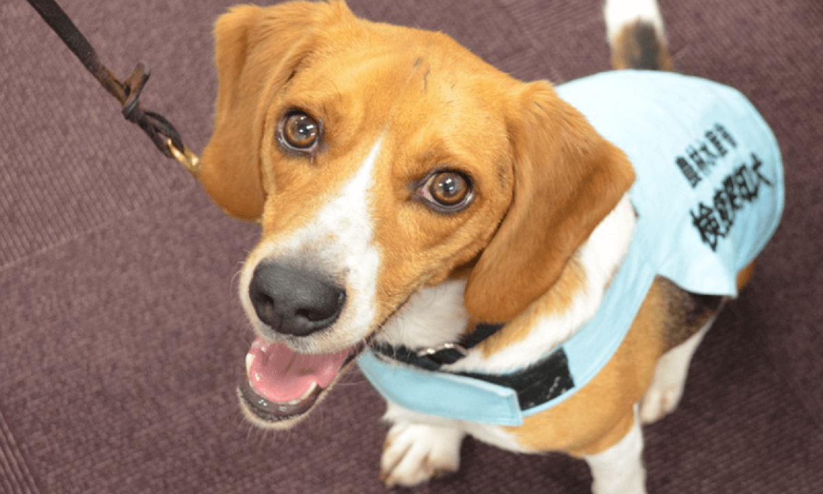 YouTubeで人気急上昇の「クンくん」！動植物検疫探知犬とは？ | 犬の