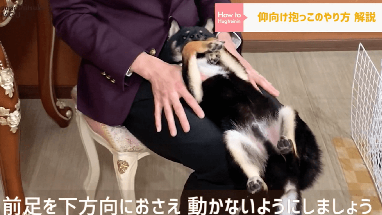 東京都文京区の犬のしつけ教室で仰向け抱っこで動かないようにしている