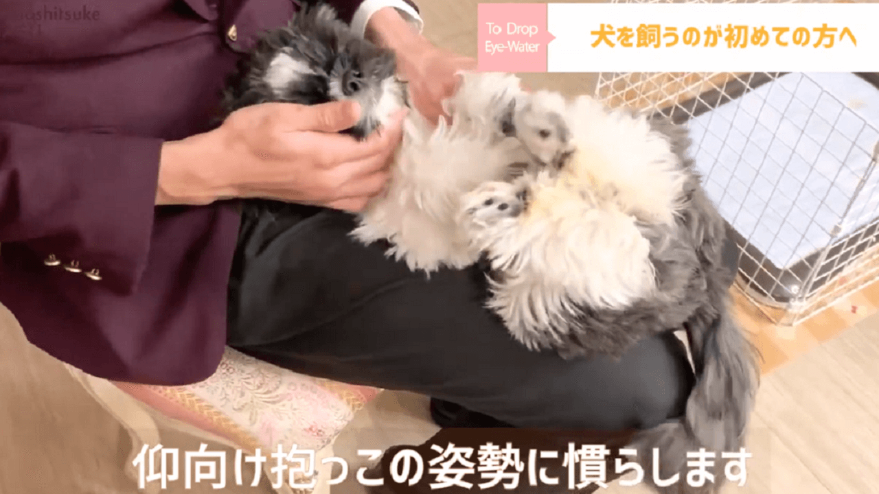 東京都文京区の犬のしつけ教室で仰向け抱っこをするドッグトレーナー