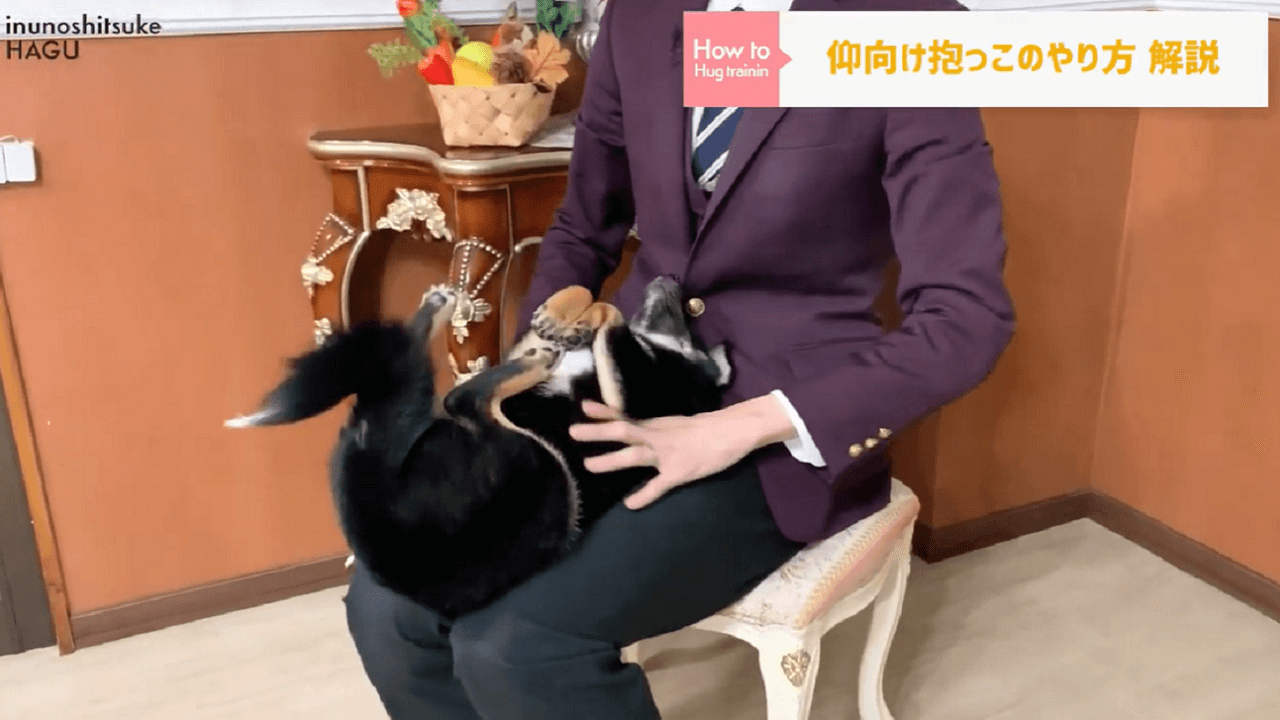 東京都文京区の犬のしつけ教室で膝の上で仰向け抱っこをされている柴犬